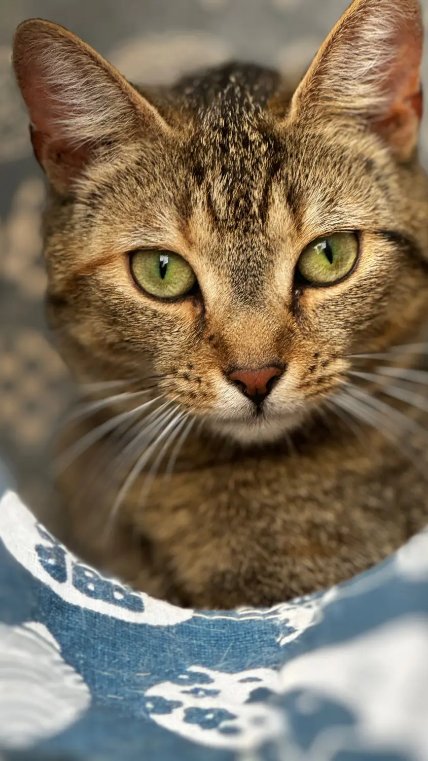 Katzen von Sylvis Katzenpension